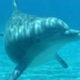 save a dolphin