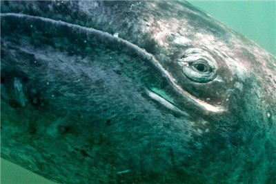 whales