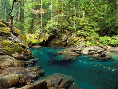 rainforest