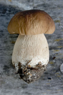 Porcini