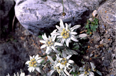 Stella alpina
