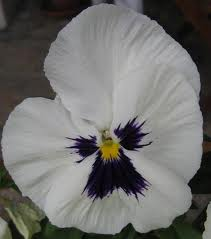 Pensée immaculée