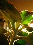 Send A Plant