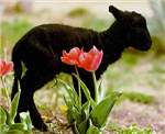 Send Farm Animals