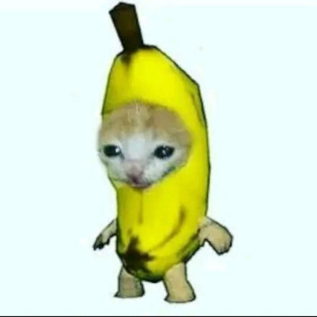 Kedi testi