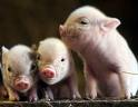 Adorable Animals