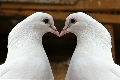 Birini Seviyor Musun? Sevmiyor Musun?