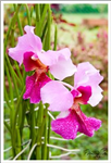Orchids