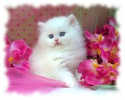 sevimli kedi