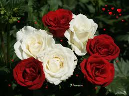 red and white rose