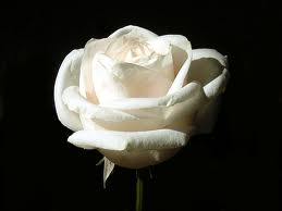 white rose