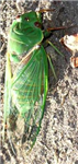 Send A Cicada