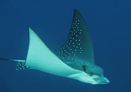 Sting Ray:)