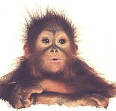 Monkey