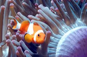 Clown fish