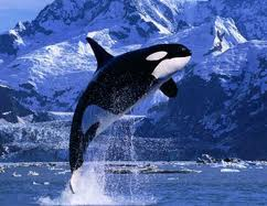 Whale