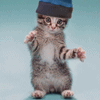 Kucing Disco