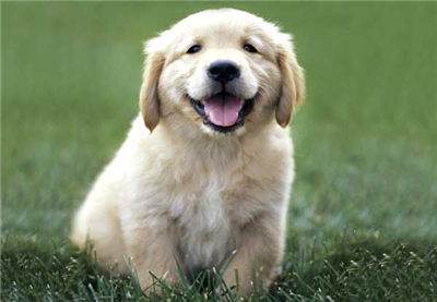 Puppy 02