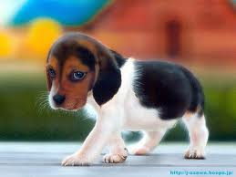 Puppy 01