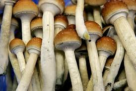 Shrooms