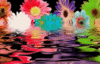 special flower 4 U