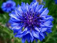 special flower