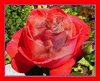 flower 4 U