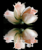 flower 4 U