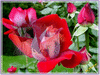 flower 4 U