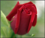 Give Me Gift Plz :))