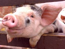 The right pig!!
