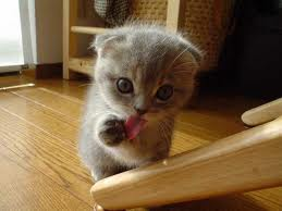 kitten