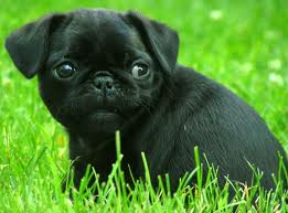 puppy