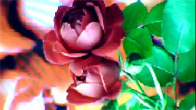 FLOWER DIGITAL ART BY SHANE L MILLER