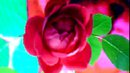 FLOWER DIGITAL ART BY SHANE L MILLER