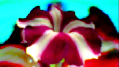 FLOWER DIGITAL ART BY SHANE L MILLER