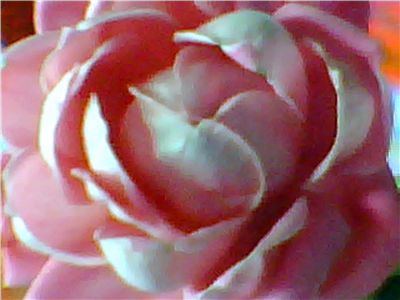 FLOWER DIGITAL ART BY SHANE L MILLER