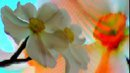 FLOWER DIGITAL ART BY SHANE  L MILLER