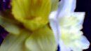 FLOWER DIGITAL ART BY SHANE L MILLER