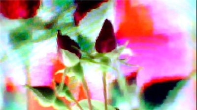 FLOWER DIGITAL ART BY SHANE L MILLER