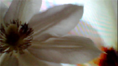 FLOWER DIGITAL ART BY SHANE L MILLER