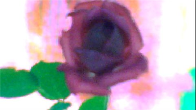 FLOWER DIGITAL ART BY SHANE L MILLER