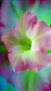 FLOWER DIGITAL ART BY SHANE L MILLER