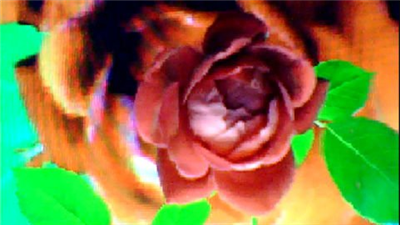 FLOWER DIGITAL ART BY SHANE L. MILLER