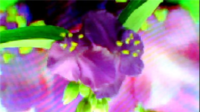 FLOWER DIGITAL ART BY SHANE L MILLER