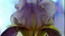 FLOWER DIGITAL ART BY SHANE L MILLER
