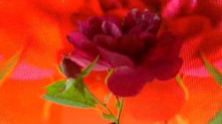 FLOWER DIGITAL ART BY SHANE L MILLER