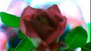 FLOWER DIGITAL ART BY SHANE L MILLER