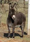 eşşek (donkey)