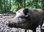 domuz(pig)